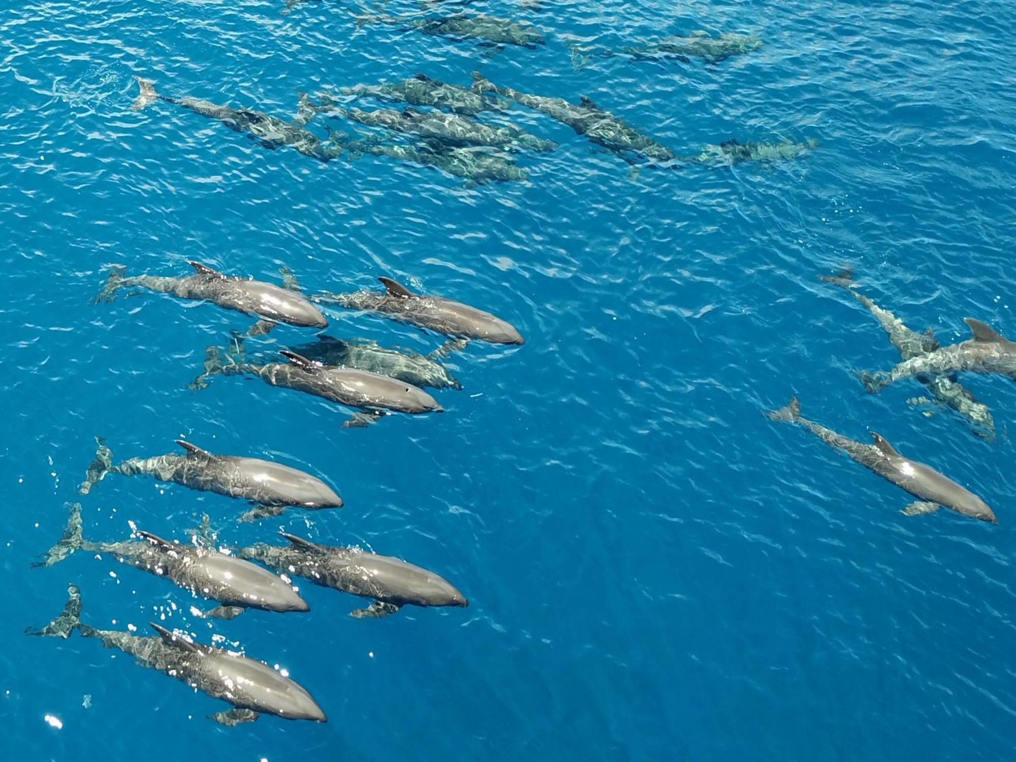 Atauro Dive Resort Beloi Екстериор снимка