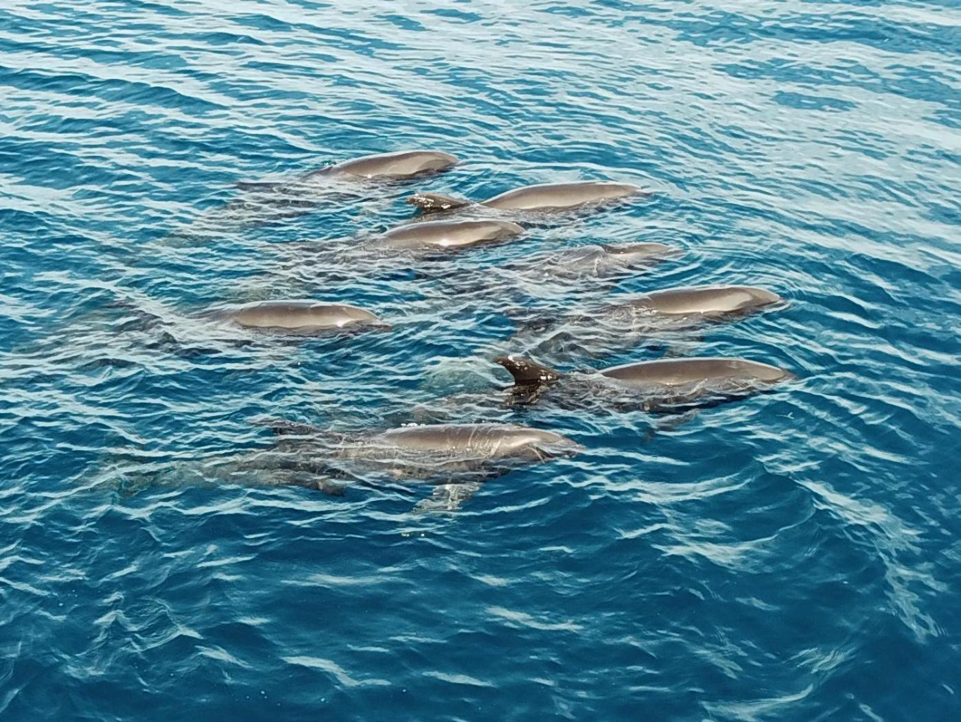 Atauro Dive Resort Beloi Екстериор снимка