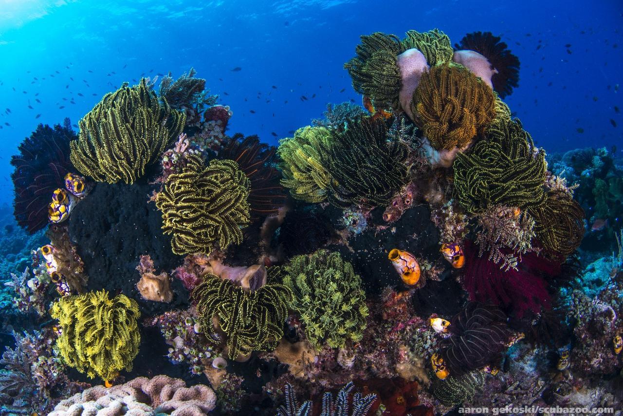 Atauro Dive Resort Beloi Екстериор снимка