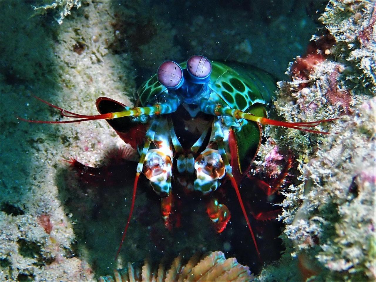 Atauro Dive Resort Beloi Екстериор снимка